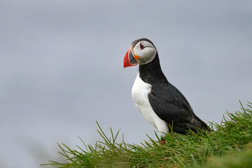 Papageitaucher am Strand bei Akureiry