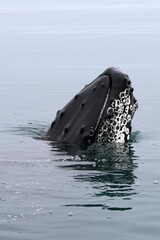 Porrait eines Buckelwals im Norden von Island