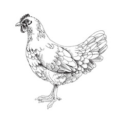 Fototapeta na wymiar Hand drawn rhode island white chicken
