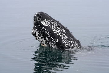 Porrait eines Buckelwals im Norden von Island