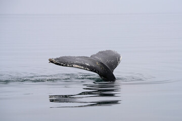 Flosse eines Buckelwals in einem Fjord in Nord-Island