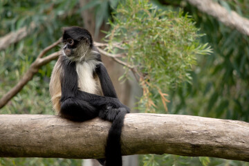 The spider monkey has thumbless hands, this lanky potbellied primate can move swiftly through the trees, using its long tail as a fifth limb.