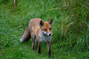Running fox