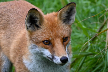 Naklejka na ściany i meble Fox looking for prey