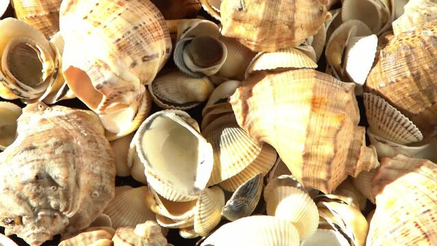 Sea shells on the beach. Summer background. Rapan conch shell top view. Beige light color. Aesthetic minimalism. Nature beauty. Mixed multi colorful seashells. Ocean coast. Seashell sun light