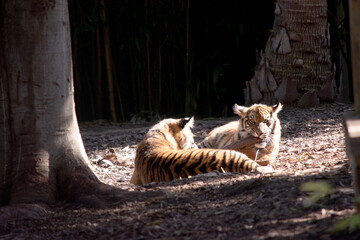 Tigers are powerful hunters with sharp teeth, strong jaws and agile bodies.