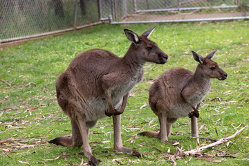 Naklejka na ściany i meble Western grey kangaroos have short hair, powerful hind legs, small forelimbs, big feet and a long tail. They have excellent hearing and keen eyesight.