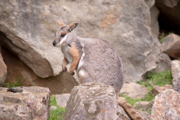 The Yellow-footed Rock-wallaby is brightly coloured with a white cheek stripe and orange ears. It is fawn-grey above with a white side-stripe, and a brown and white hip-stripe.