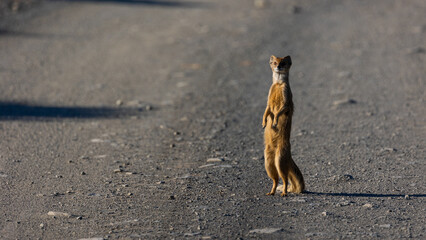 A white tailed mongoose standing upright.