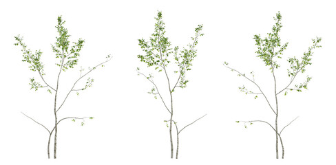 Set of green birch tree on transparent background, 3d render illustration.