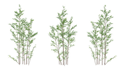 Set of green birch tree on transparent background, 3d render illustration.