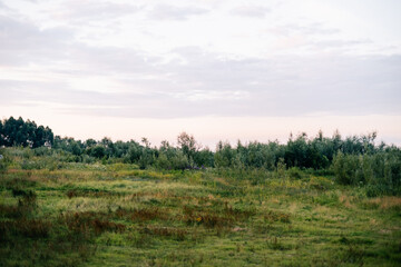 All shades of grass in a beautiful evening landscape near lake in countryside, natural background