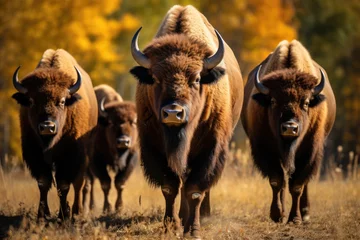 Fototapeten American bisons in the wild © Veniamin Kraskov