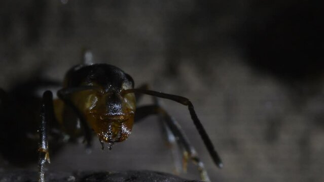 ants in the darkness of artificial anthill, formica rufa, close up