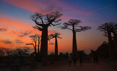 The silhouette of Baobab Avenue  as Sunset scene with Baobab trees in Morondava ,Madagascar