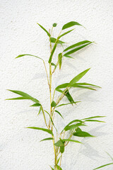 Bamboo in front of white background, bamboo shadow reflected on the white wall.