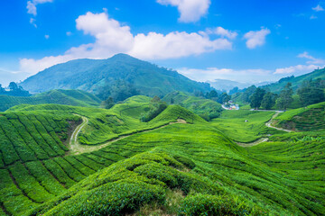 Tea plantation Cameron highlands, Pahang, Malaysia. - 652183054
