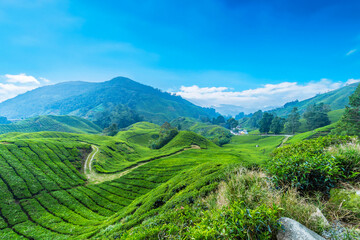 Tea plantation Cameron highlands, Pahang, Malaysia. - 652183066