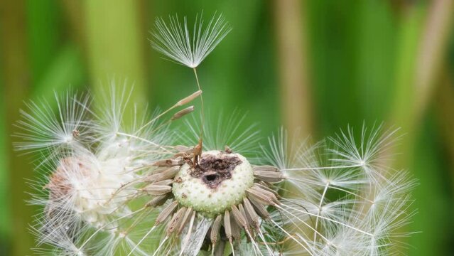 semi di tarassaco, Taraxacum officinalis