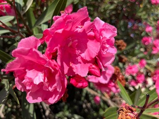 Tender pink flowers on the bush, blooming bush