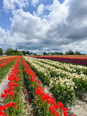 Skagit Valley Tulip Festival