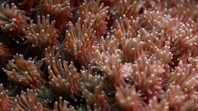 Detail of coral polyps (Galaxea sp.) growing on a healthy reef in Raja Ampat, Indonesia, Asia