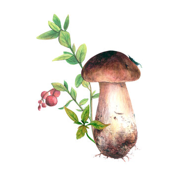 Watercolor illustration set of boletus mushroom and red cranberry stem hand-painted. Drawing isolated on white background. Forest fungi and berries for textile or logo, cards designs and stickers