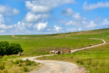 Moorland ponies stand on a curving  rural road which snakes over Bodmin Moor, Cornwall, UK