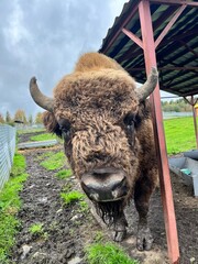 american buffalo in the field