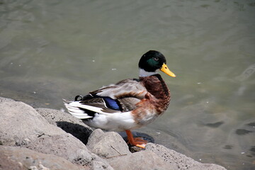 birds on a playground in a city park in northern Israel