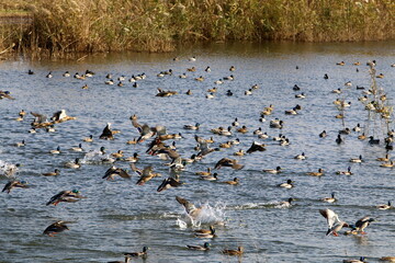 birds on a playground in a city park in northern Israel