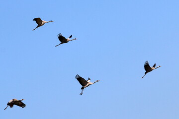 birds on a playground in a city park in northern Israel