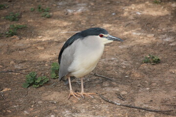 birds on a playground in a city park in northern Israel