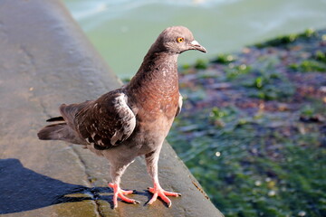 birds on a playground in a city park in northern Israel