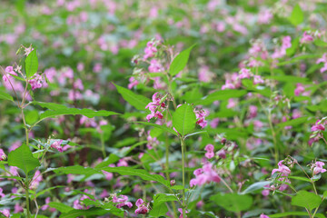 Flowers of invasive plant Impatiens glandulifera or Himalayan Balsam or policeman's helmet flowers in full bloom in natural background