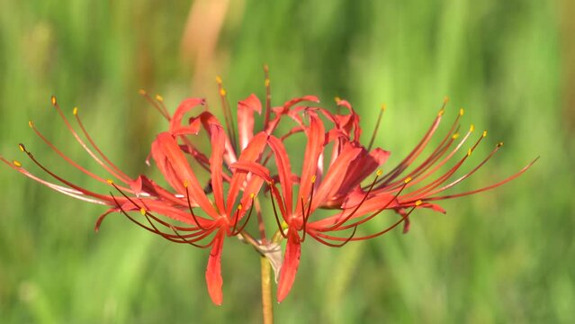 other shore flower, also known as Mansa Zhuhua, also known as stone garlic, dragon claw flower, flower of life and death. The word is "sad memories".
