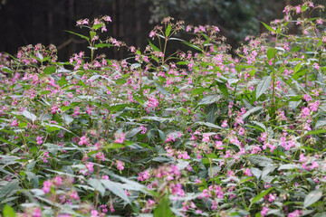Flowers of invasive plant Impatiens glandulifera or Himalayan Balsam or policeman's helmet flowers...