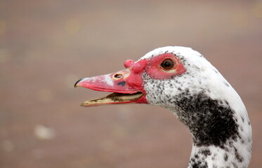 birds on a playground in a city park in northern Israel