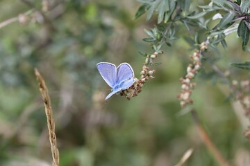 Nice rare blue adonis butterfly - obrazy, fototapety, plakaty
