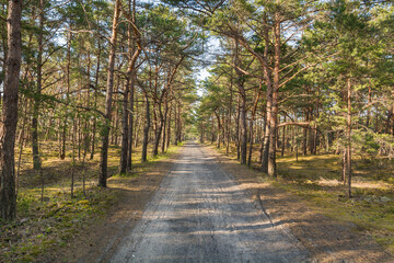 A straight road stretching into the distance in a summer pine forest. Peace and quiet. - 652192448