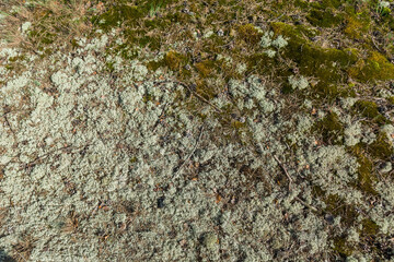Colorful lichen colony on rock surface. illustration for symbiosis or natural abstract background.