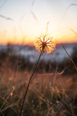 Dawn in the Ukrainian Carpathians. The sun shines through the dandelion. Natural background.