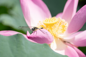 止まるトンボ © rai