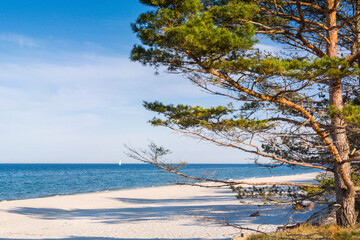 Forest beaches of the Baltic Sea, with sandy entrance, panoramic image. - obrazy, fototapety, plakaty