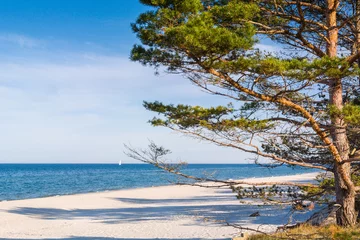 Foto op Plexiglas Forest beaches of the Baltic Sea, with sandy entrance, panoramic image. © Sergey T..