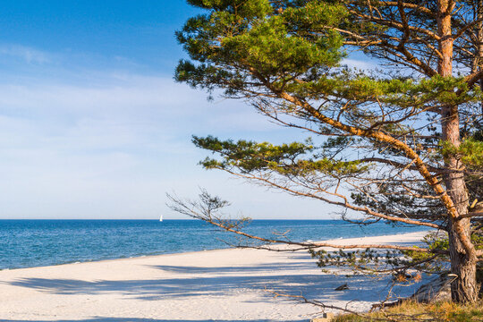 Forest beaches of the Baltic Sea, with sandy entrance, panoramic image.
