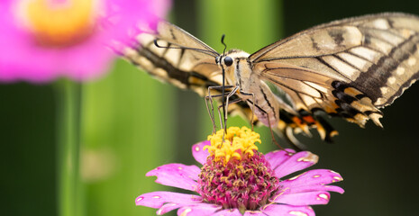 花に止まるキアゲハ