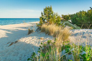 Forest beaches of the Baltic Sea, with sandy entrance, panoramic image. - obrazy, fototapety, plakaty