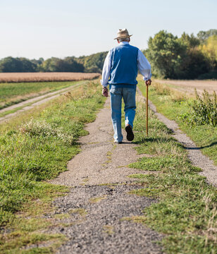 Senior man with a walking stick, walking in the fields, rear view