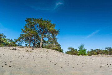 Green bright pine trees against the blue sky. Dunes and sand. Baltic coast of Poland. - 652193408